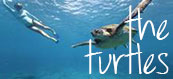 Bundaberg Caravan Park - Special Deals - Mon Repos Turtles